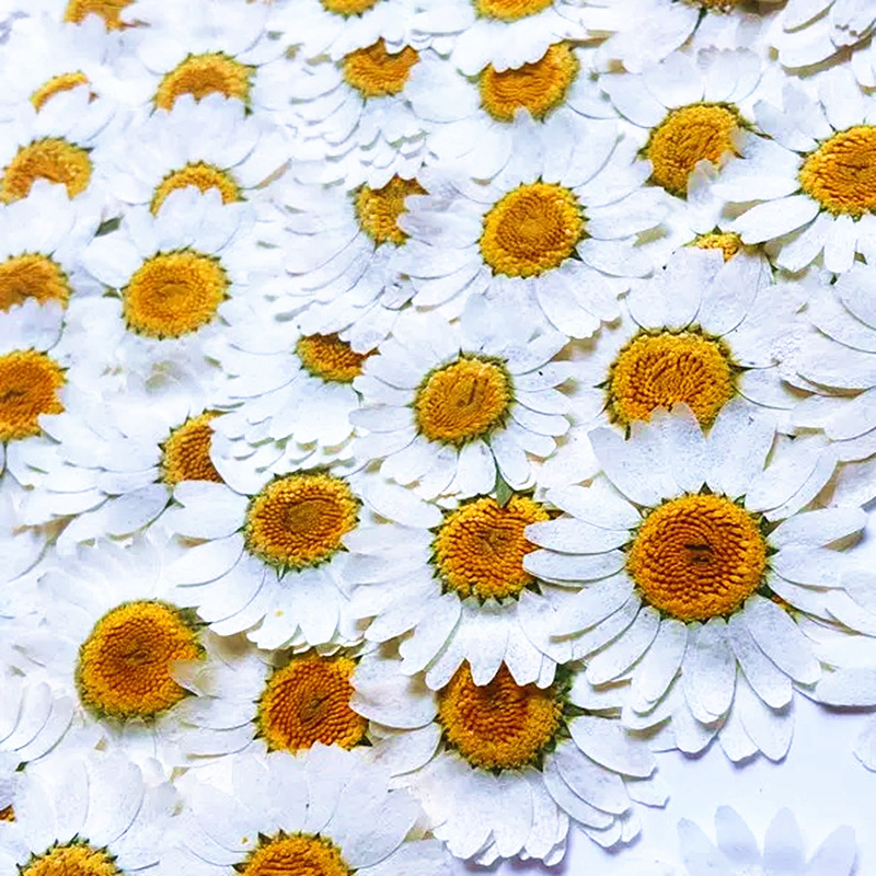 100 Peças de Cristal Branco Na - Gardening Tools Diy avaliação e preço